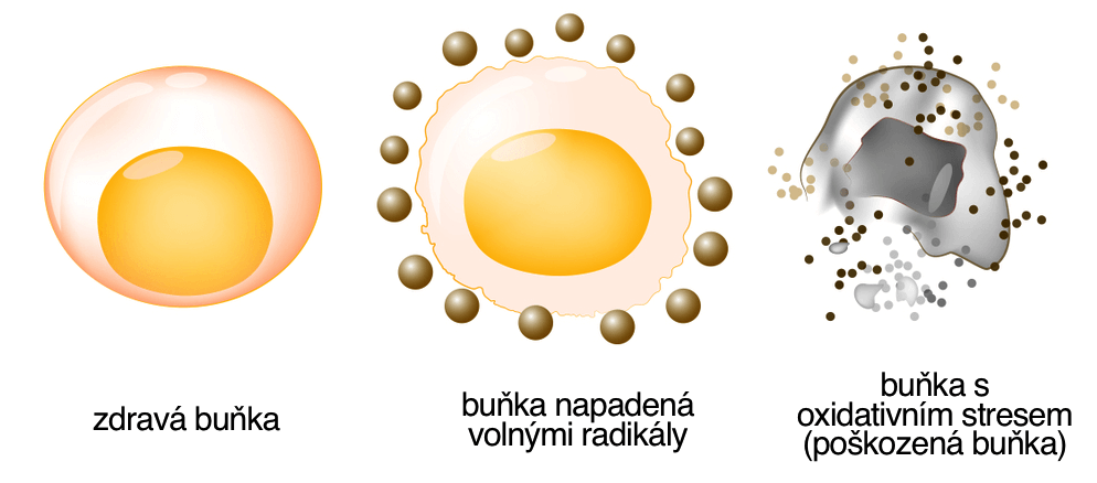 Napadení buňky volnými radikály a poškození oxidativním stresem